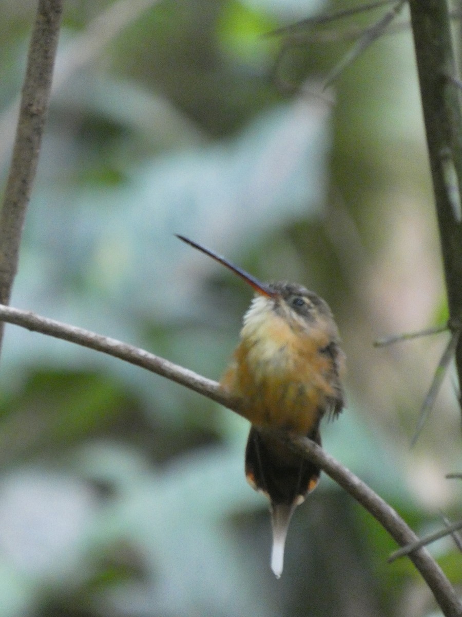 Koepcke's Hermit - ML647471621