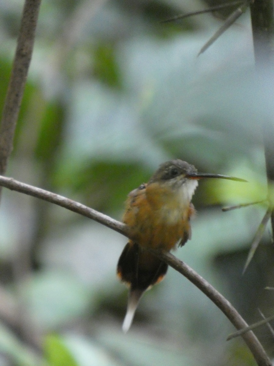 Koepcke's Hermit - ML647471625