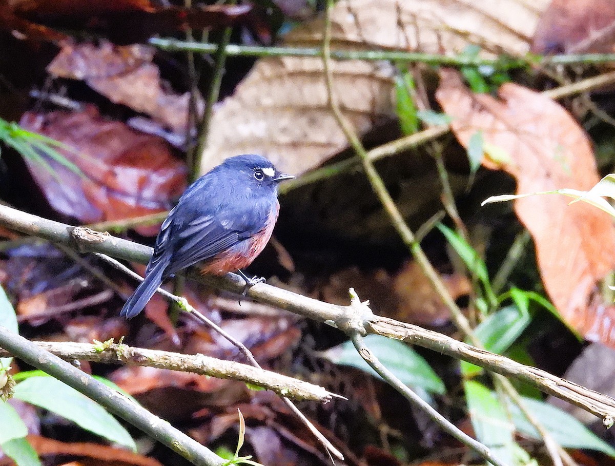 Pitajo à ventre brun - ML647471629