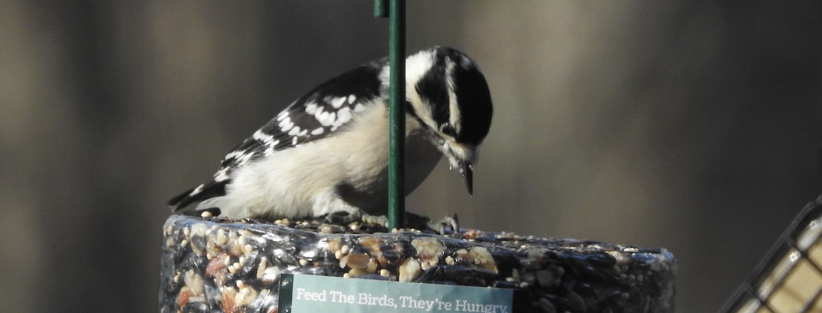 Dunenspecht - ML647471655