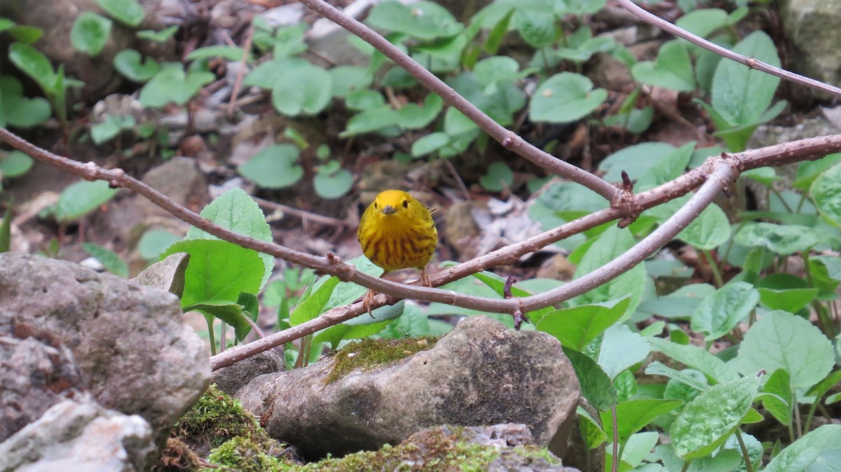 Northern Yellow Warbler - ML647471656