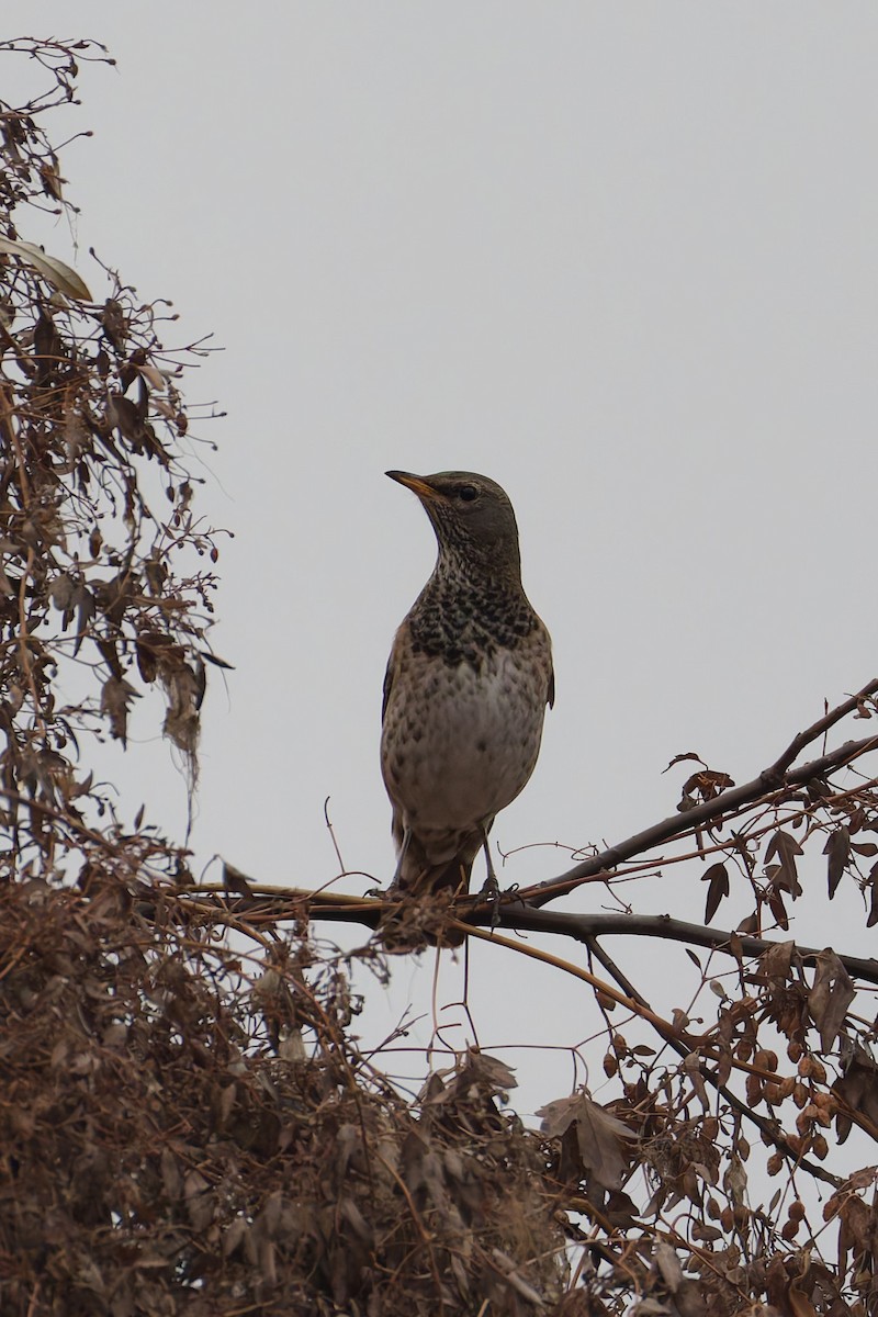 Black-throated Thrush - ML647471660