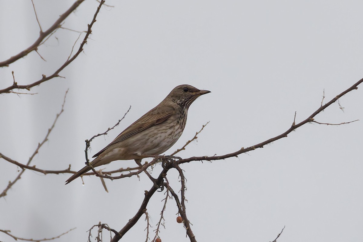 Black-throated Thrush - ML647471661