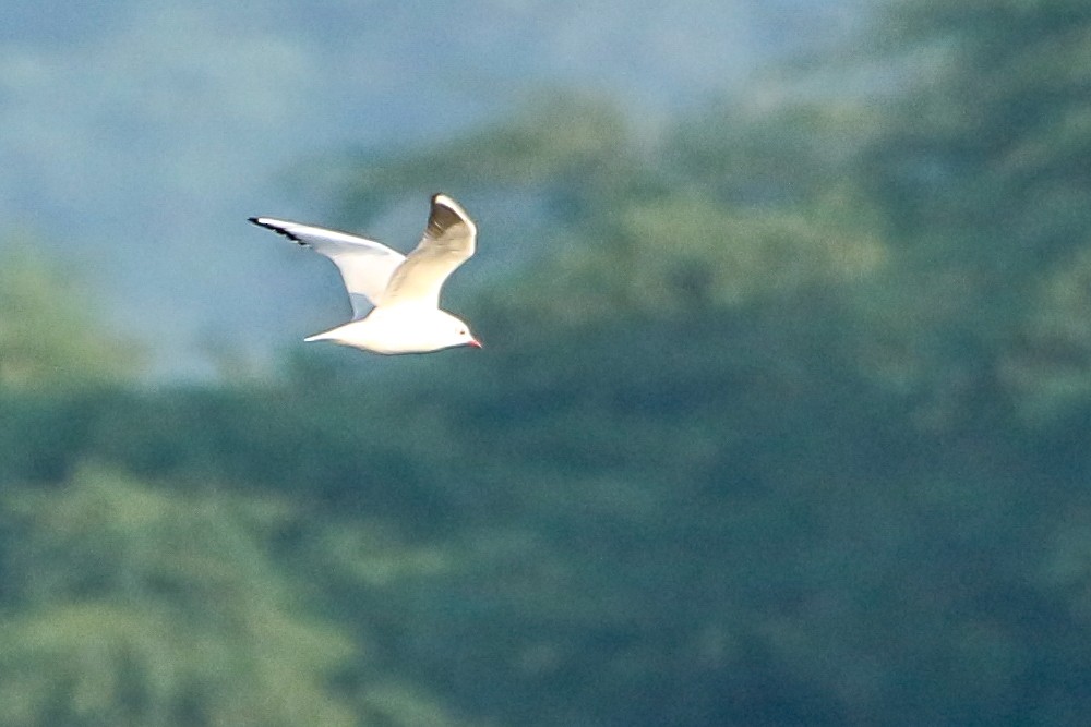 Black-headed Gull - ML647471663