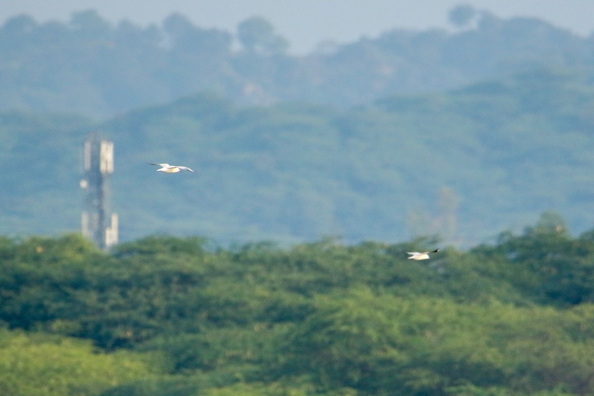 Black-headed Gull - ML647471664