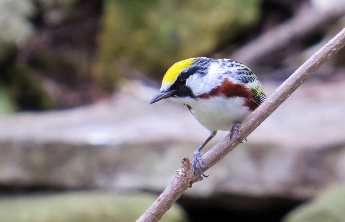 Chestnut-sided Warbler - ML647471680