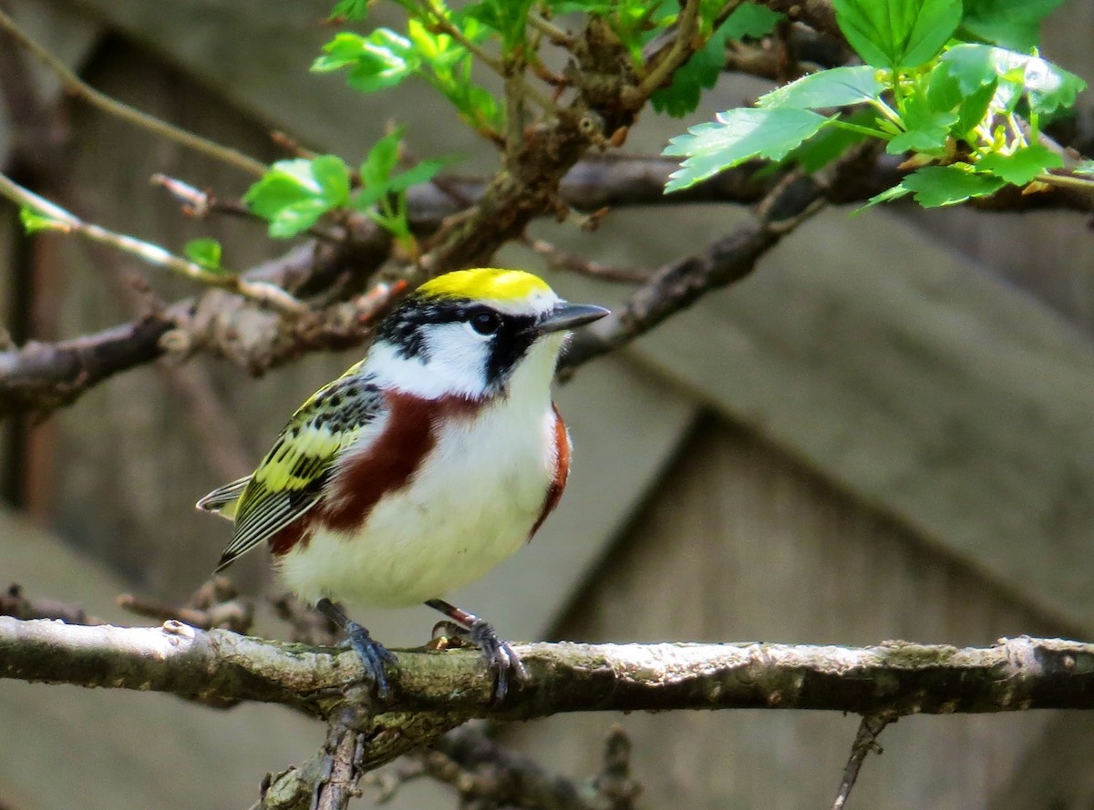 Chestnut-sided Warbler - ML647471681