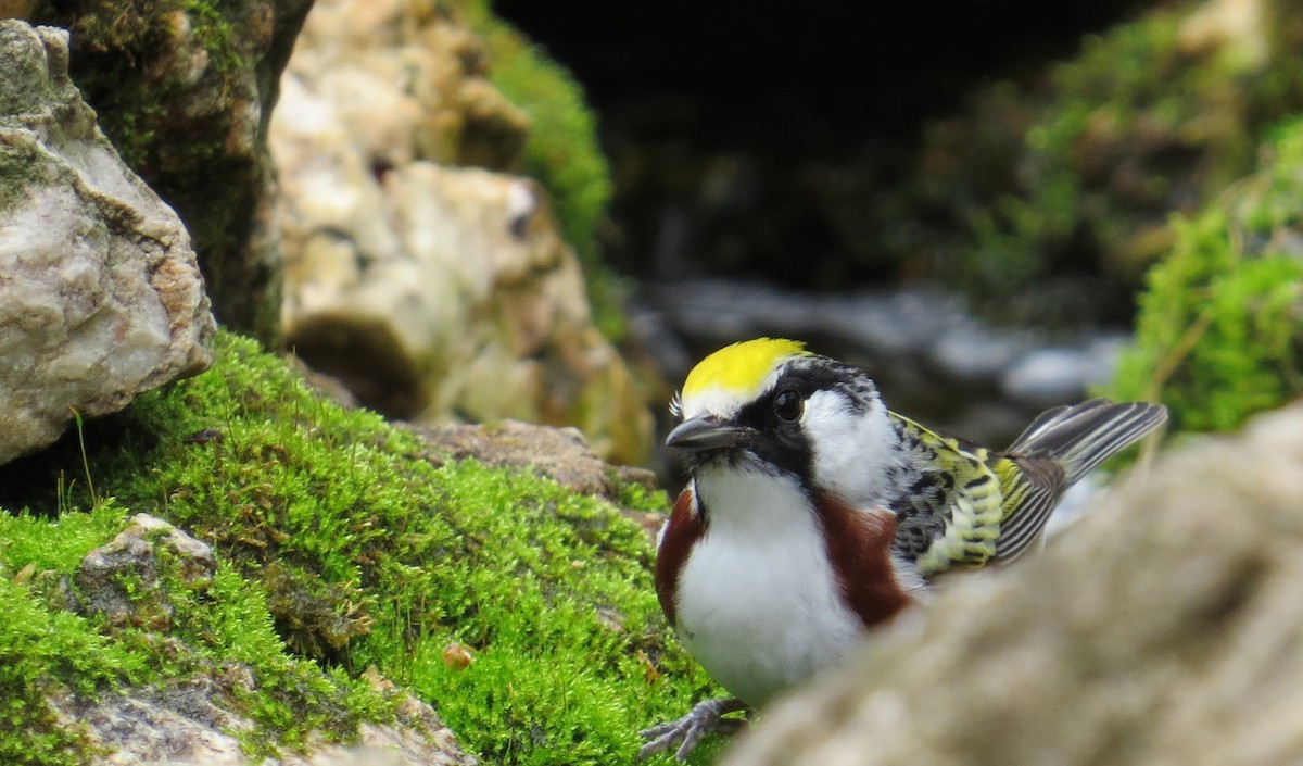 Chestnut-sided Warbler - ML647471682