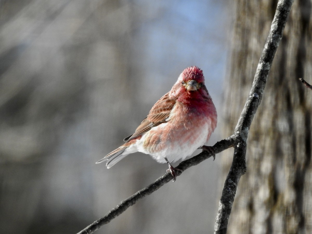 ムラサキマシコ - ML647471691