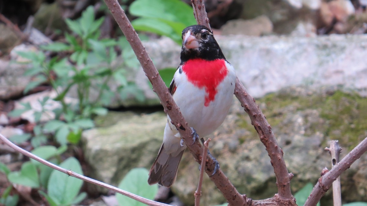 Picogrueso Pechirrosado - ML647471701