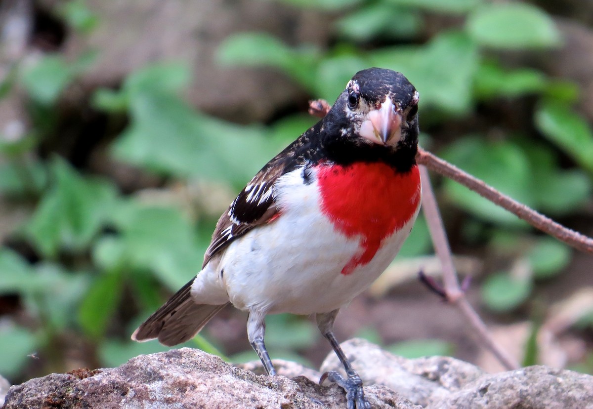 Picogrueso Pechirrosado - ML647471702