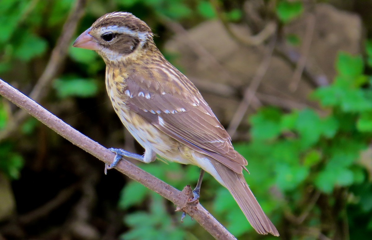 Picogrueso Pechirrosado - ML647471704