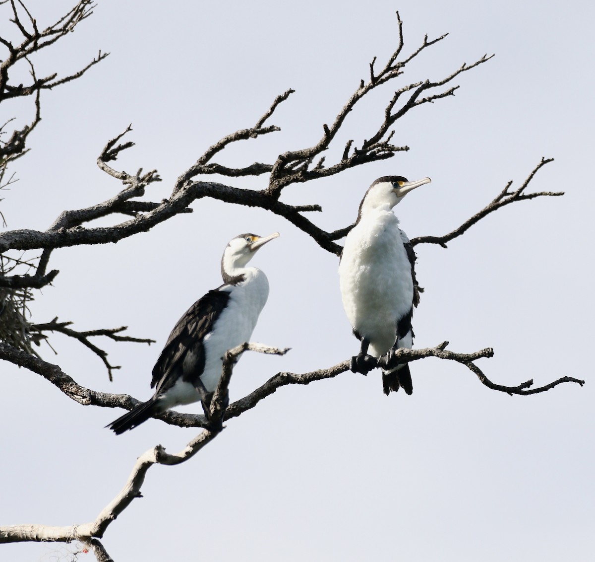 Cormorán Pío - ML647471705