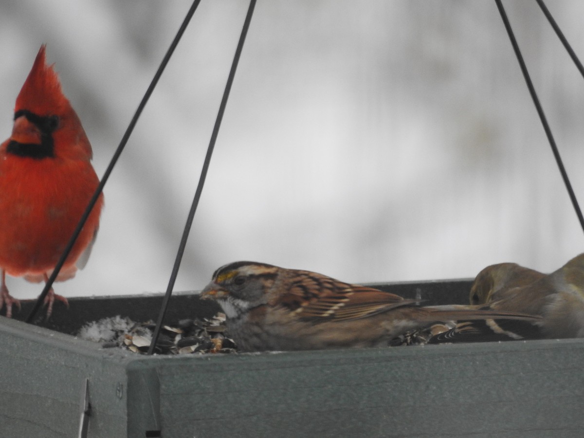 Chingolo Gorjiblanco - ML647471706