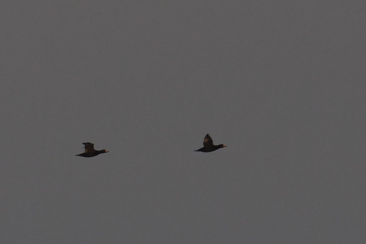 Negrón Americano - ML647471707