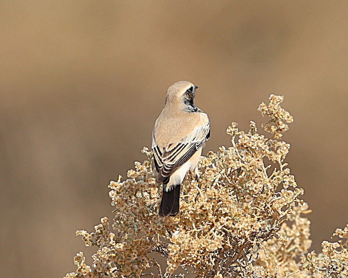Collalba Desértica - ML647471708