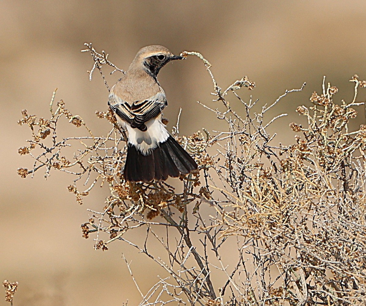 Collalba Desértica - ML647471710