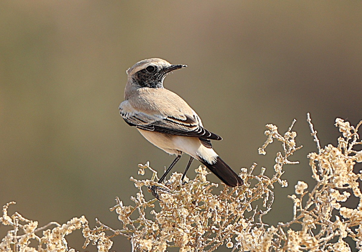 Collalba Desértica - ML647471711