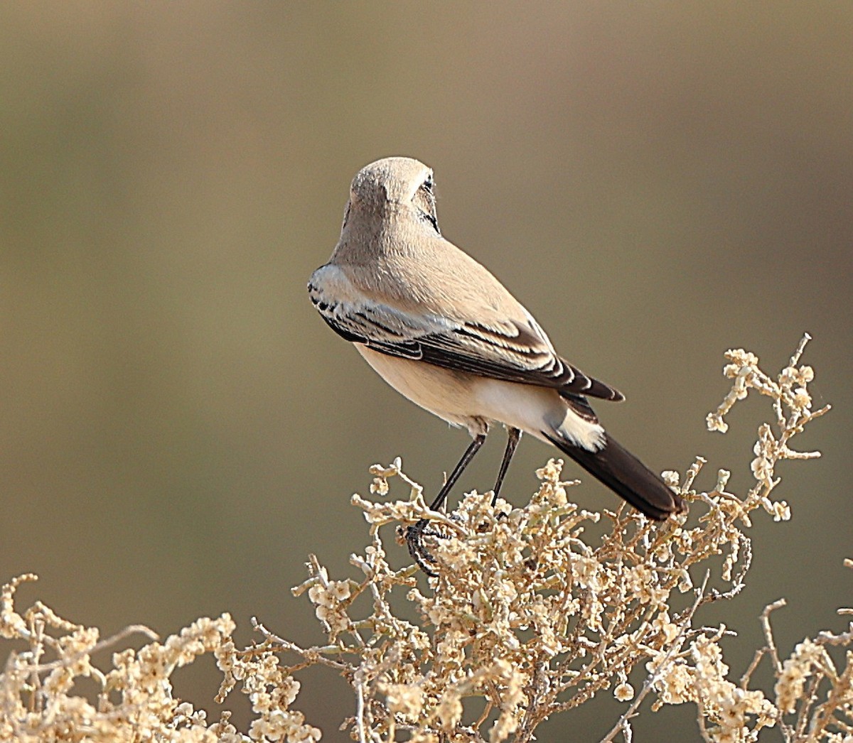 Collalba Desértica - ML647471712