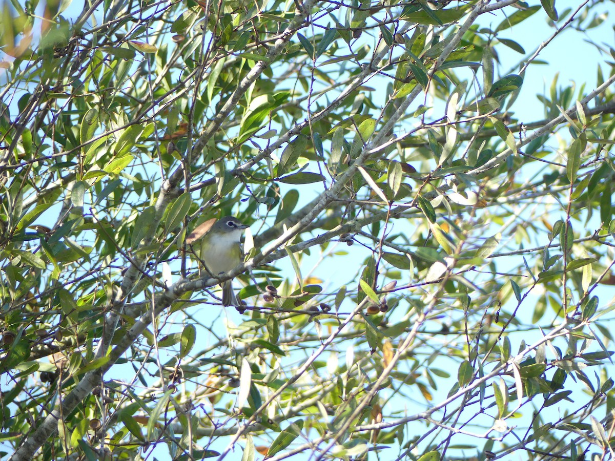 Vireo Solitario - ML647471716