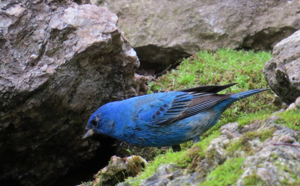 Azulillo Índigo - ML647471717