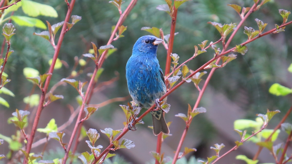 Azulillo Índigo - ML647471718