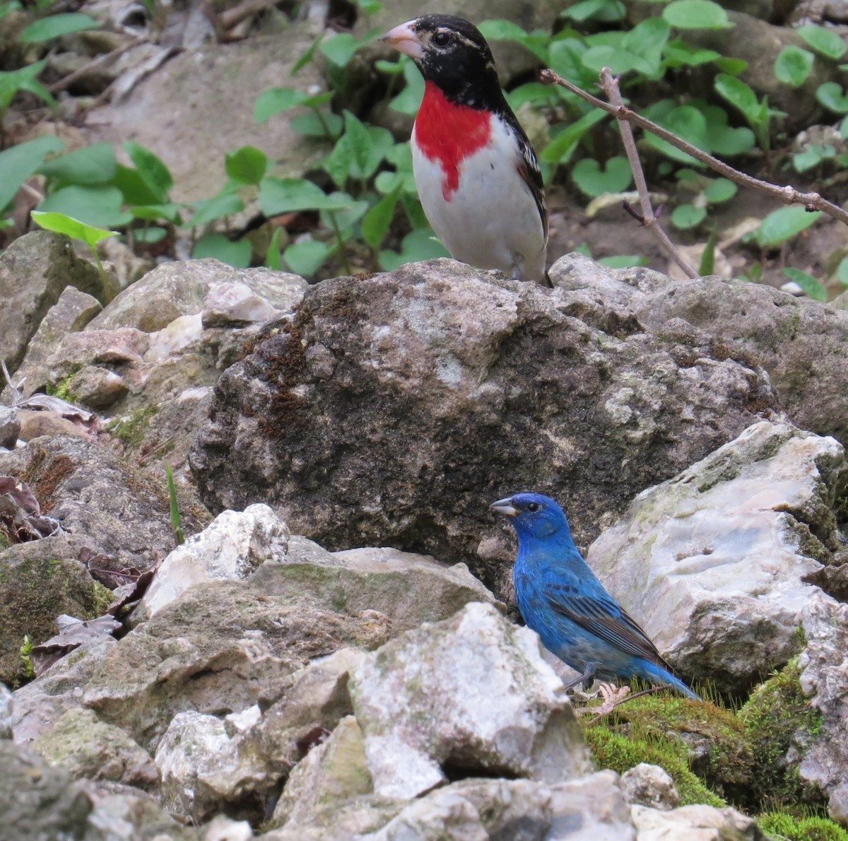 Azulillo Índigo - ML647471719