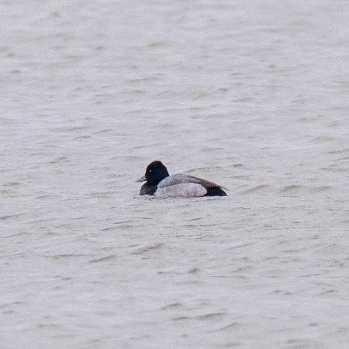 Porrón Bola - ML647471721