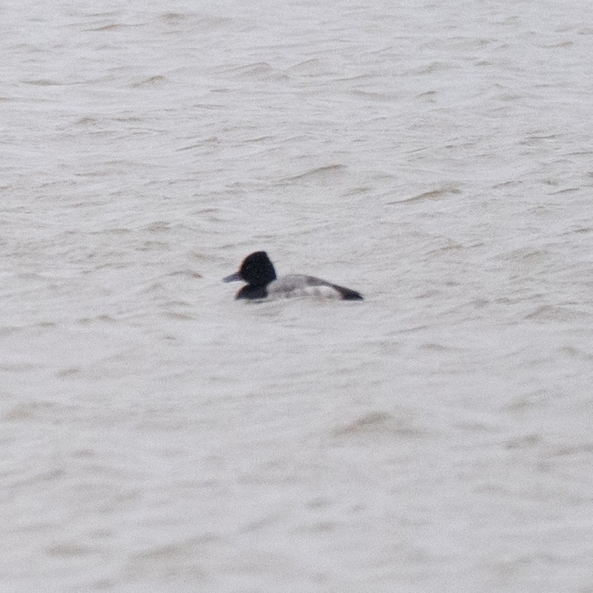 Porrón Bola - ML647471722