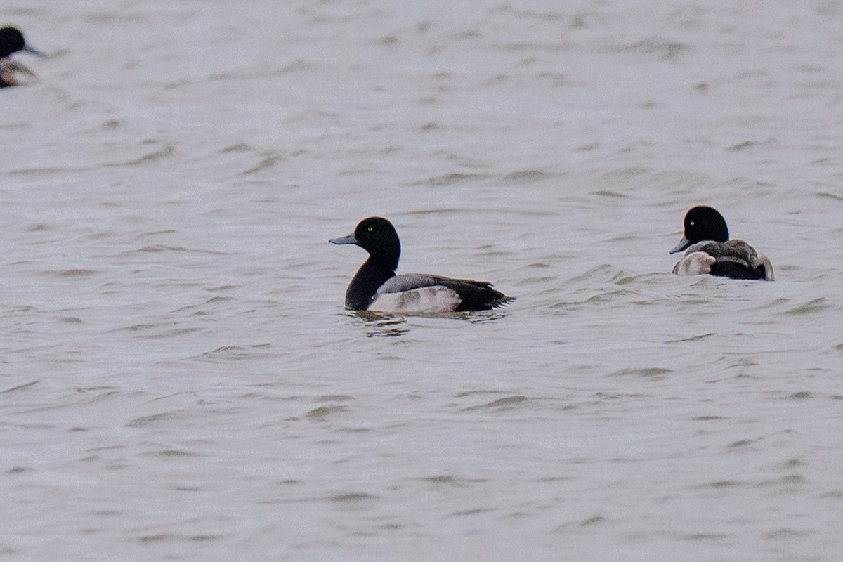 Porrón Bola - ML647471723