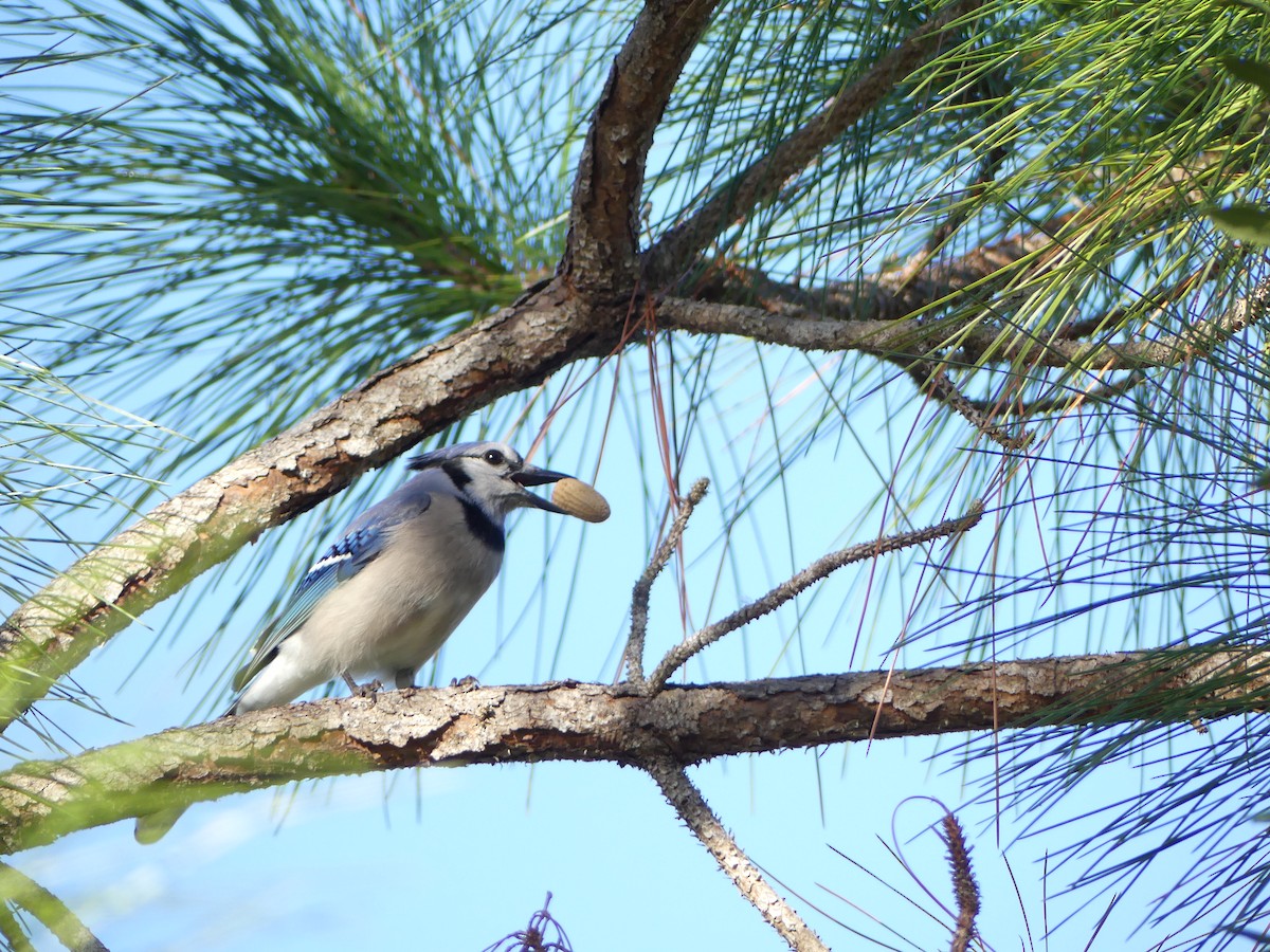 Chara Azul - ML647471724