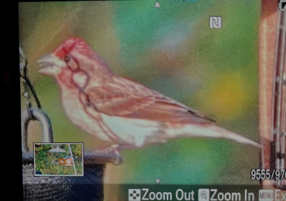 ムラサキマシコ - ML647471725