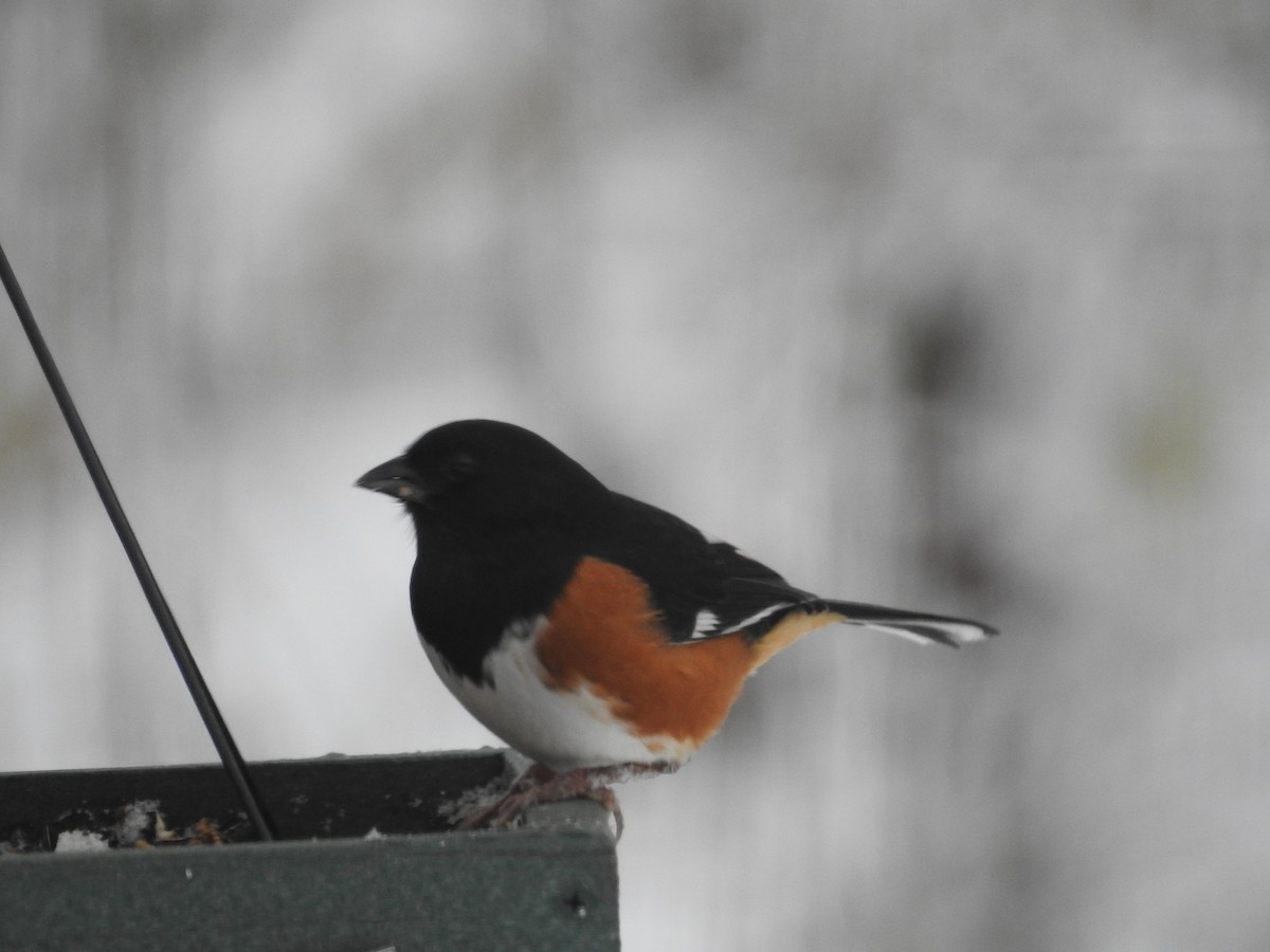 Toquí Flanquirrufo - ML647471727