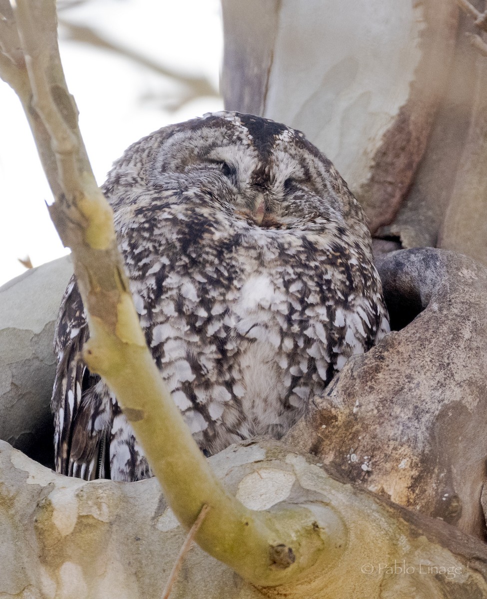 Cárabo Común - ML647471731