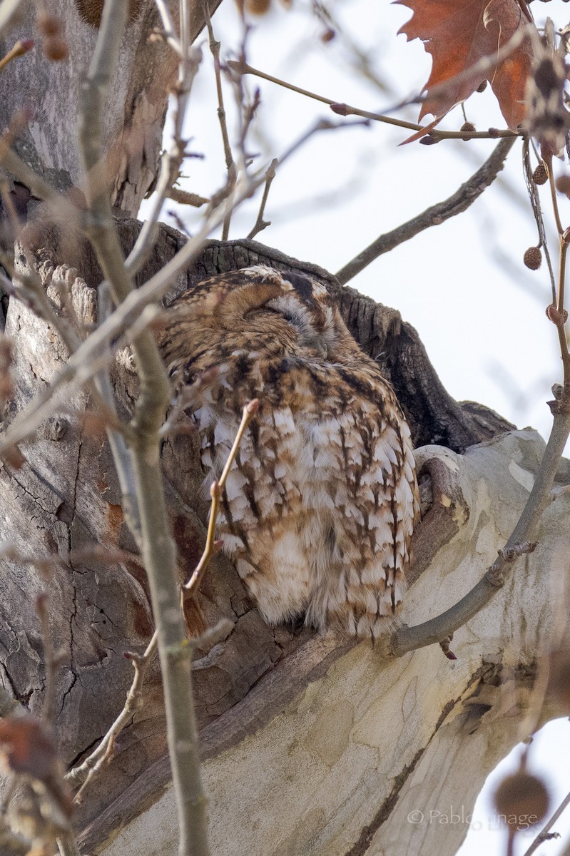 Cárabo Común - ML647471732