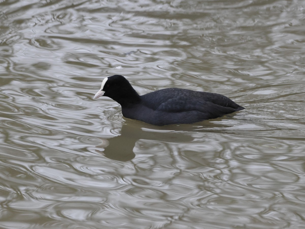 Focha Común - ML647471739