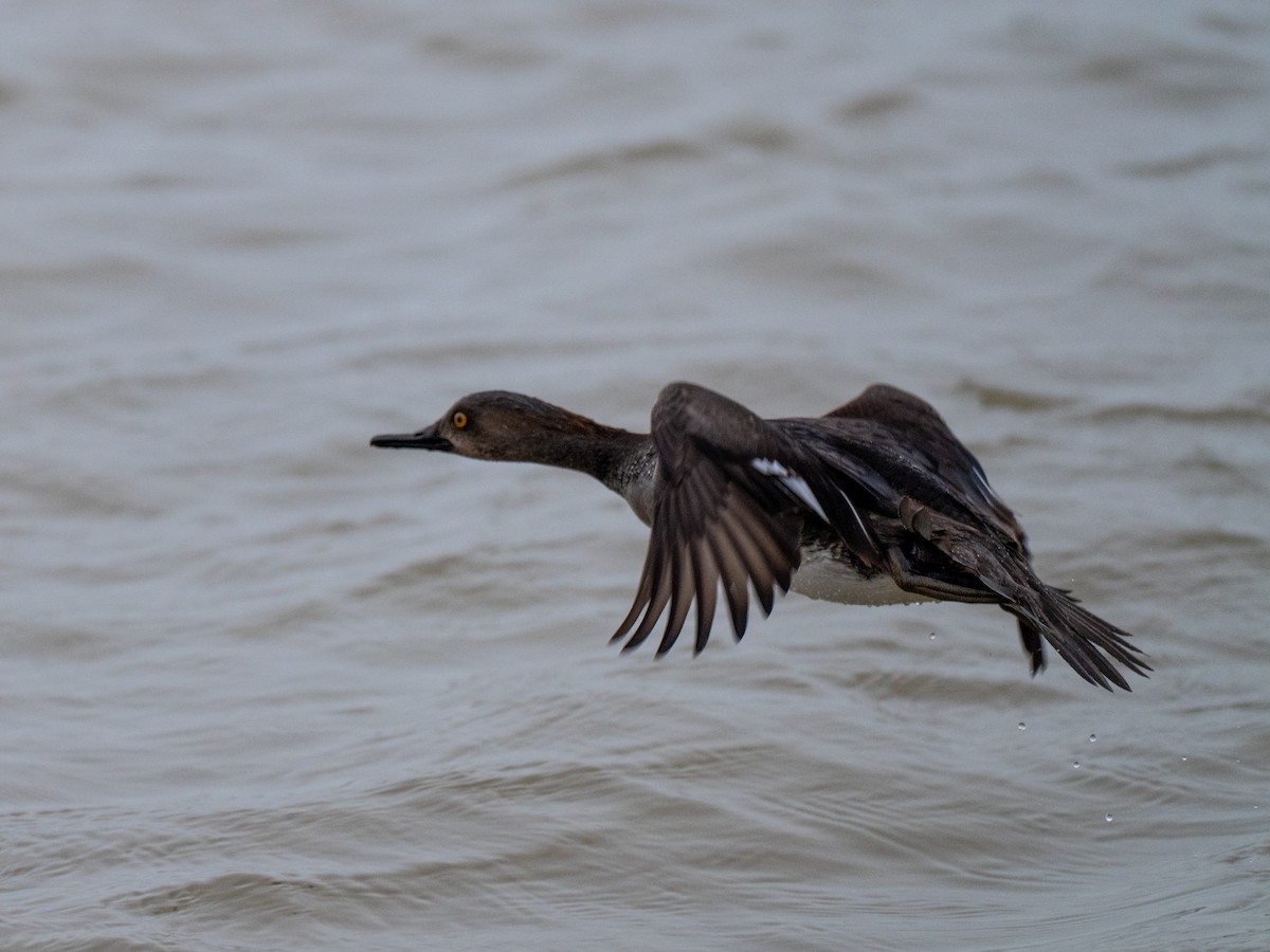 Serreta Capuchona - ML647471742