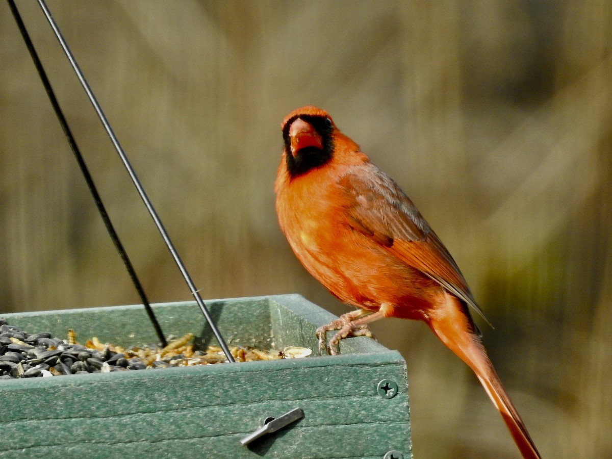 Cardenal Norteño - ML647471747