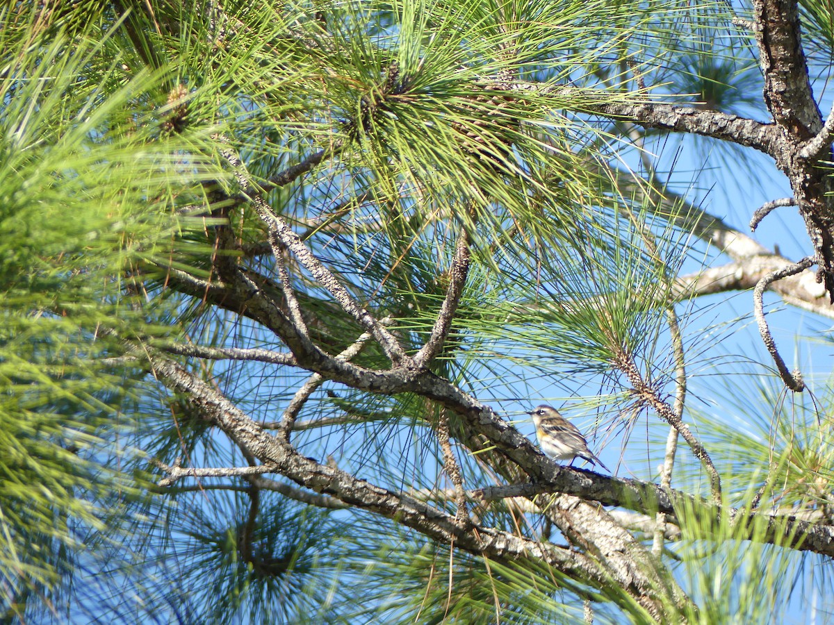 Reinita Coronada (Coronada) - ML647471751