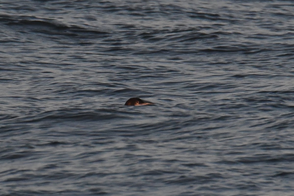 Colimbo Grande - ML647471752