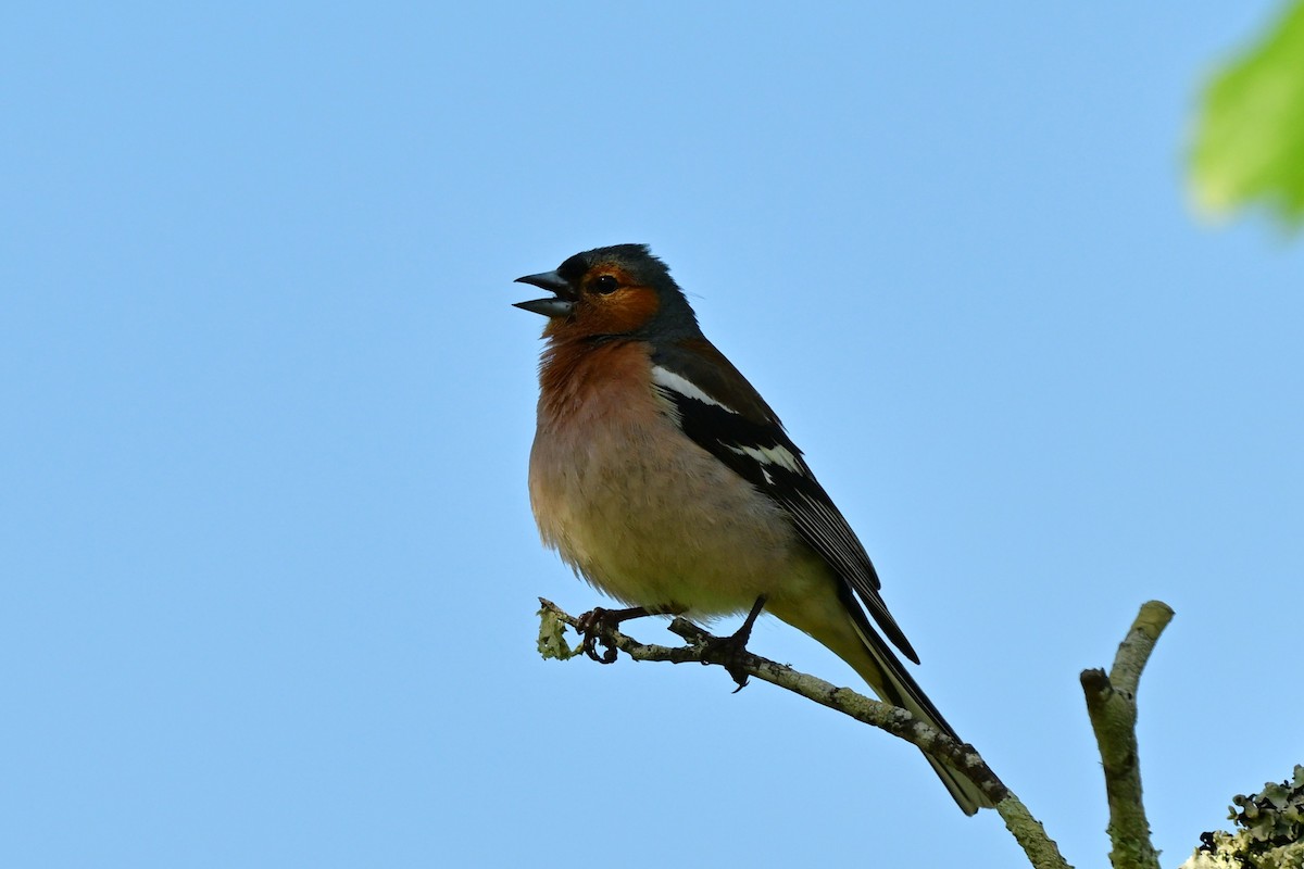 Pinzón Vulgar - ML647471753