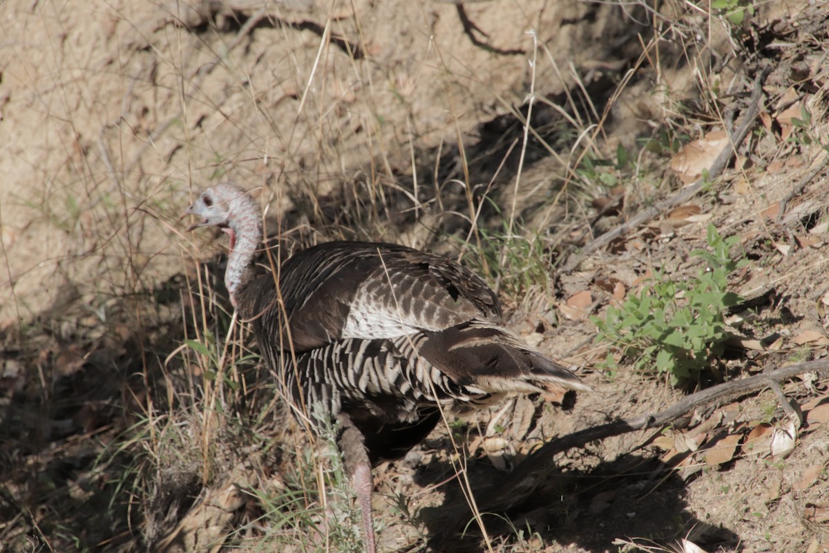 シチメンチョウ - ML647471758