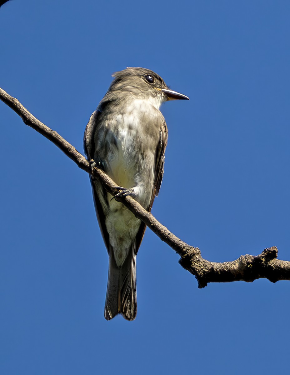 tyranovec severský - ML647471762