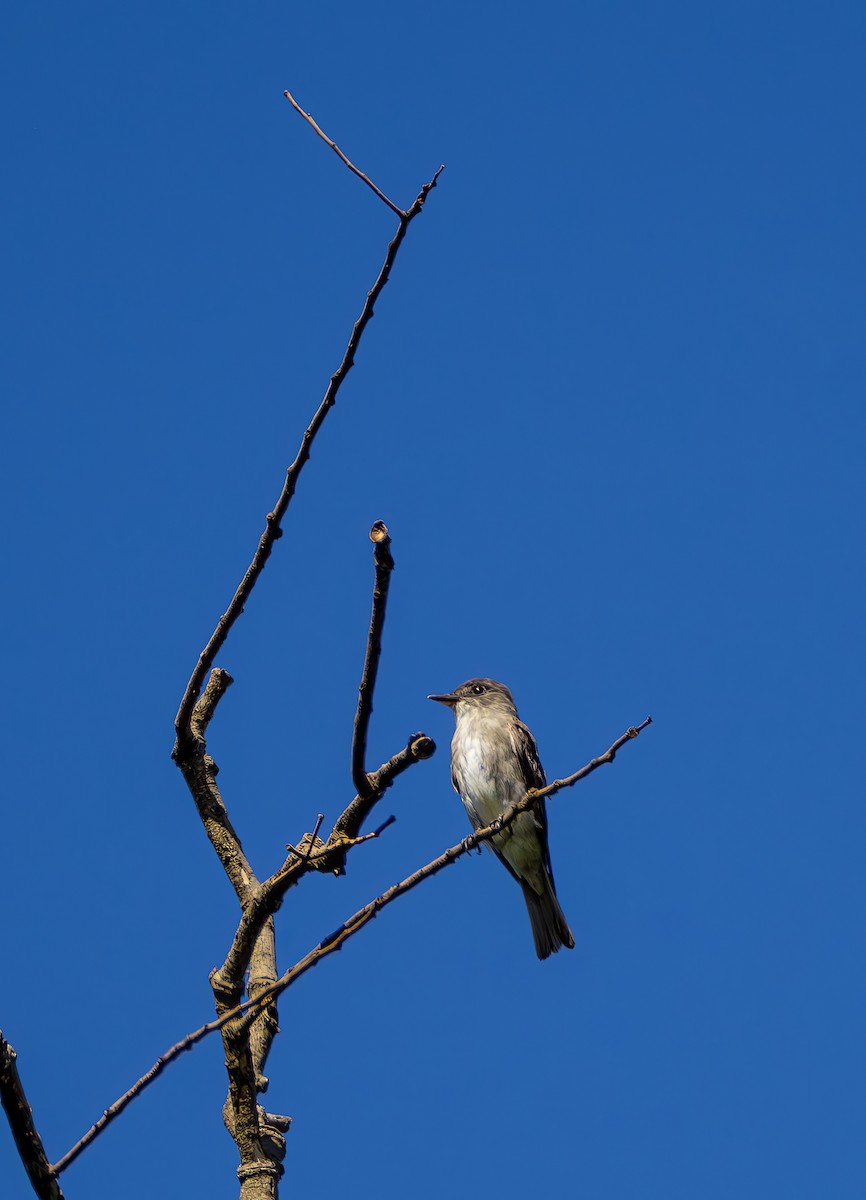 tyranovec severský - ML647471763