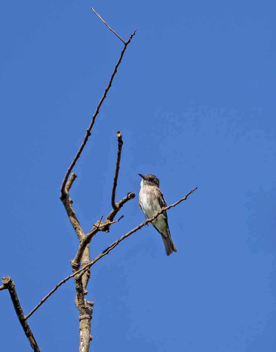 tyranovec severský - ML647471765