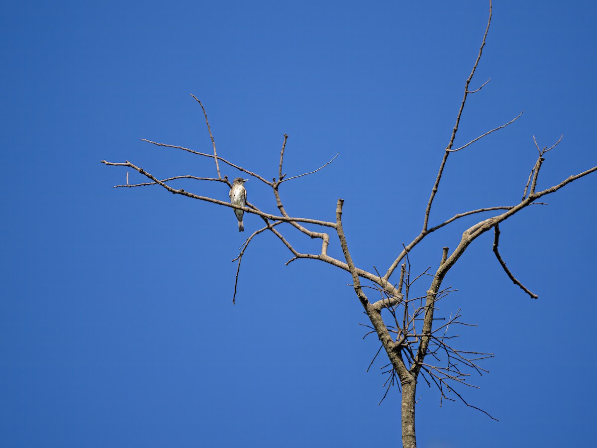 tyranovec severský - ML647471766