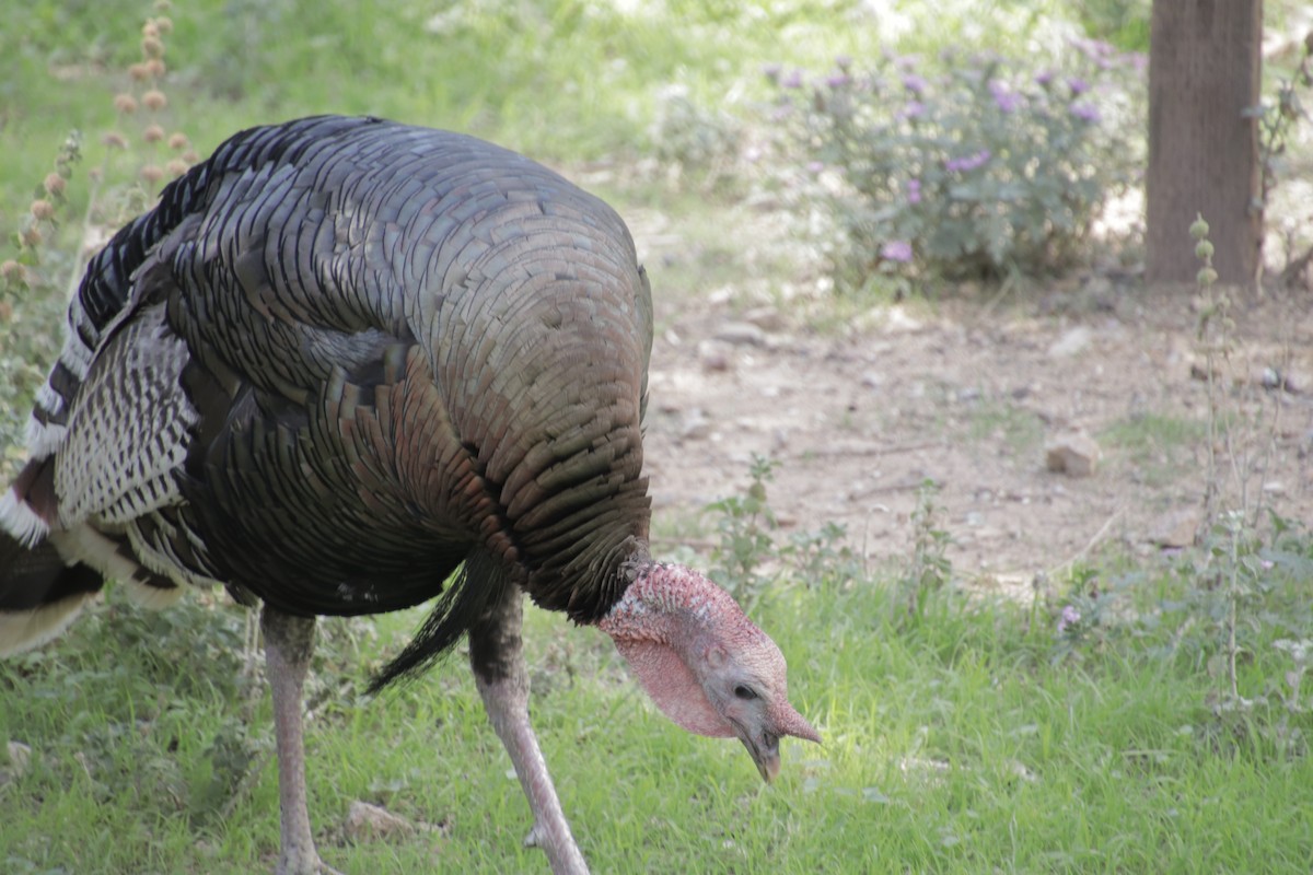 シチメンチョウ - ML647471782