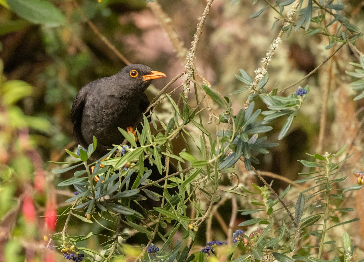 Great Thrush - ML647471785