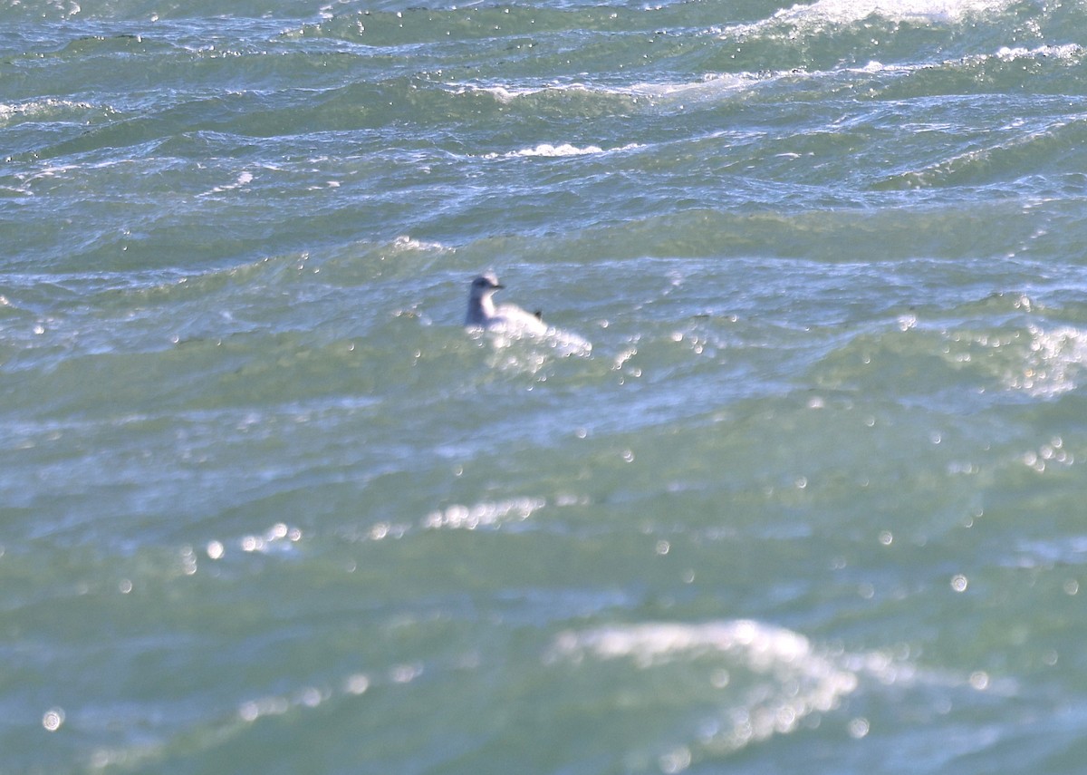 אוריה שחורה - ML647471813