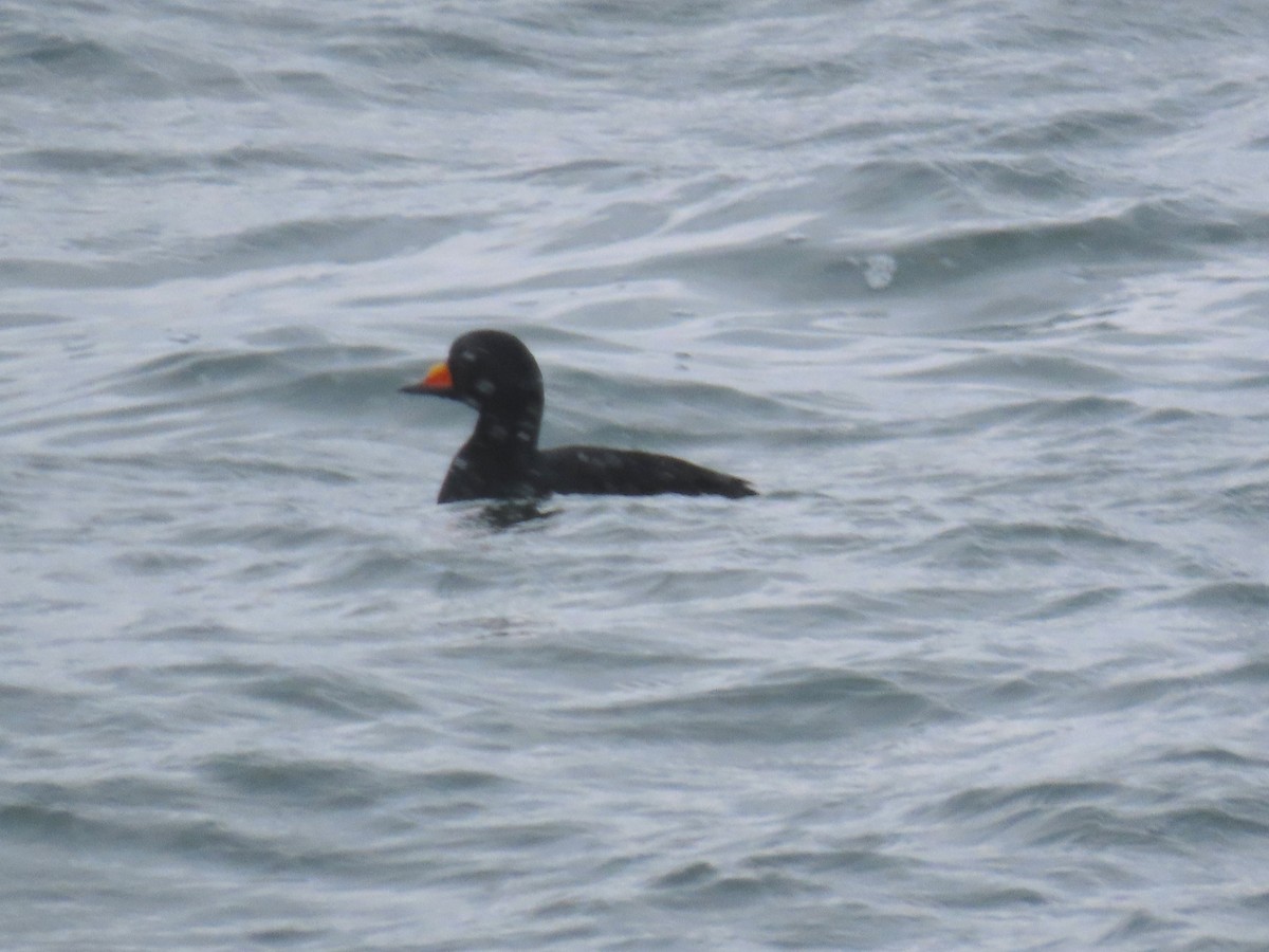 Amerika Kara Ördeği - ML647471831